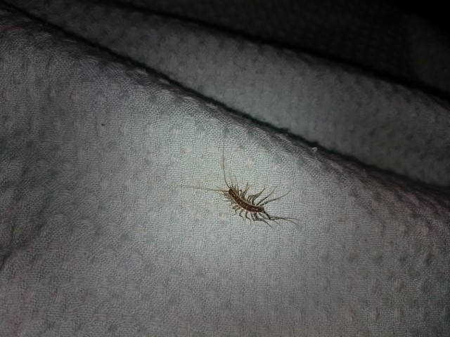 Centipede decided my face is more comfortable than the floor